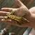 Crested geckos 2 thumbnail
