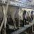 Dairy herd, registered adga 3 thumbnail