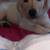 Pure breed Labrador Retriever Puppy 1 thumbnail