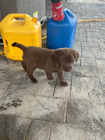 AKC Lab Puppies (Summertown)64319351211265123