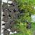 Trees 3 thumbnail