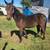 Registered Trotter Gelding 1 thumbnail