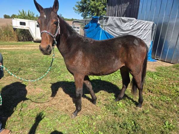 Registered Trotter Gelding 1
