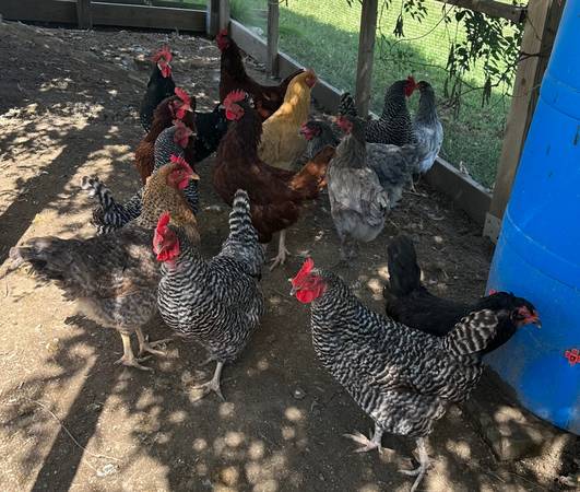 Laying hens 1