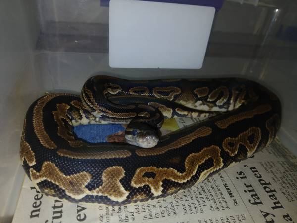 Ball python Morph 1