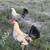 Egyptian Fayoumis Rooster 4 thumbnail