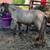 Miniature Horses 1 thumbnail
