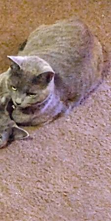 MISSING RUSSIAN GREY KITTY (Castlegate apartments)63963640001282121