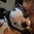 Boston Terrier Puppies Rehome 1 thumbnail