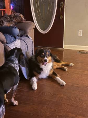 Australian Shepherd 1