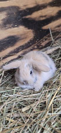 Pedigree Holland Lops 1