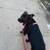 Brooklyn Dog Walker & Cat Sitter | Own Transportation Required | PT 4 thumbnail
