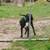Lost lab mix in dittmer 4 thumbnail