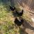 Black Copper Marans Hens, Laying Hens 2 thumbnail