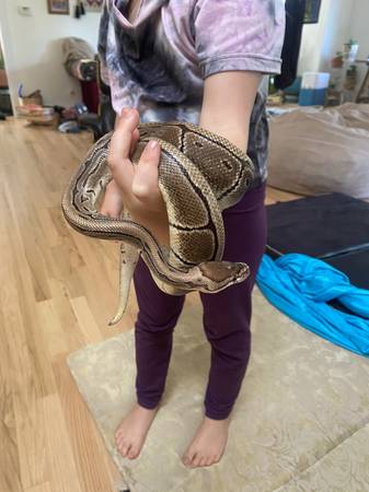Beautiful ball python female - $175 (scotts valley)634714802083851219