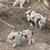 Miniature Piglets 4 thumbnail