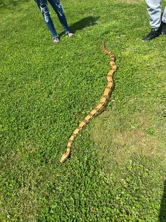 Boa Constrictor with enclosure (Brockton)5836192429801574413