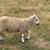 6 lambs, wethers 9 thumbnail