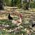 Rooster 2 thumbnail