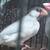 Song birds, canaries, java finch &  gouldians to re-home 14 thumbnail
