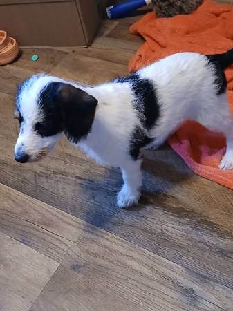 Jackipoo  needs a forever family 1