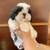 Adorable purebred Shih Tzu 2 thumbnail