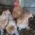 Silkied Cochin Bantams 1 thumbnail