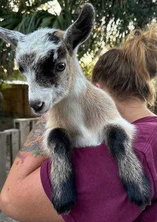Baby Purebred and hybrid goats for sale! (Crystal River)63687883080067120