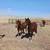Welsh Pony - 9 month old Gelding 4 thumbnail
