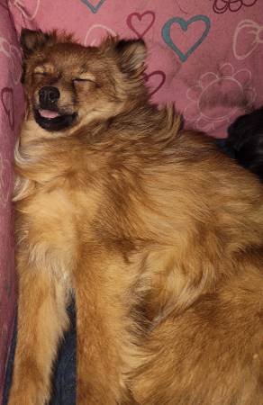 Am looking for a new home for my Pomeranian (Mojave)63893601365251120