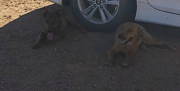 2 PERROS ENCONTRADOS (Kingman)63441743278723121