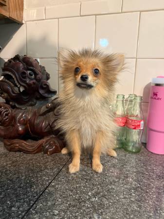 Brown sable pomeranian puppy (Nw houston)63906835264387121