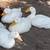 Male Ducks Drakes 3 thumbnail