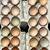 BYC Eggs 1 thumbnail