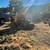 TREE &STUMP GRINDING &STUMP REMOVAL SERVICE 10 thumbnail