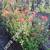 Podocarpus 7 gallon full side 4 feet tall 
$35 installation $12 8 thumbnail