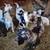 Goats 10 thumbnail