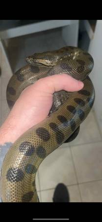 Green Anaconda Female 1