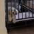 Rehome Male Toy Poodle 5 thumbnail