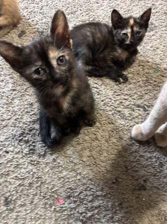 Rehoming kittens527917374012794881