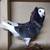 Beautiful Old Dutch Capuchine - Show Pigeon 6 thumbnail
