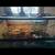 Snakes and enclosures tanks available 1 thumbnail