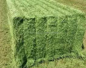 Alfalfa second cut 3x3x8 1