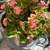 Begonia Green Leaf Pink Flower 5 thumbnail