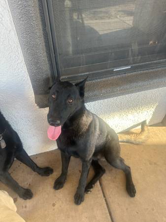 Belgian malinois 1