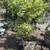 Arbutus marina Strawberry tree 1 thumbnail