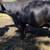 Spring cows blk bwf and red running age cows 1 thumbnail