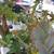 PLANT-LARGE STAG FERN IN CLAY POT 12 thumbnail