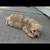 Goldendoodle puppies 6 thumbnail