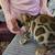 kittens 3 thumbnail